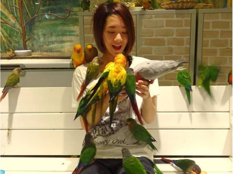 【東京・浅草】「鳥のいるカフェ浅草」で１００羽以上の鳥さんがお出迎え！（お試し３０分コース）の紹介画像