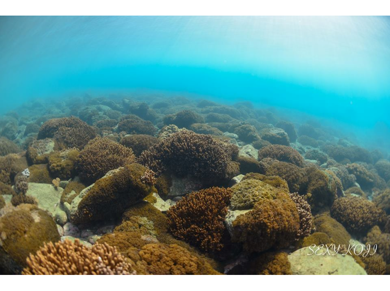【鹿児島・南さつま市・桜島・坊津・錦江湾】スノーケリング・写真プレゼントの紹介画像
