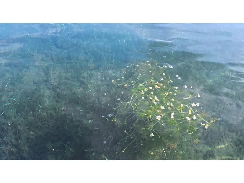 【北海道・千歳・支笏湖】支笏湖SUP体験！Insta 360 Ace Pro動画無料!