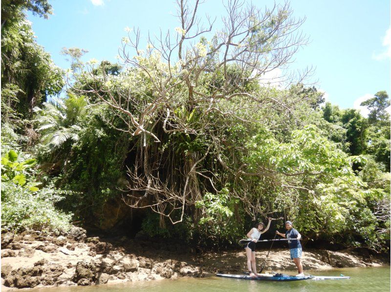 SALE! Easy access to central Okinawa! Mangrove River SUP tour! Very popular with couples! Free tour photosの紹介画像