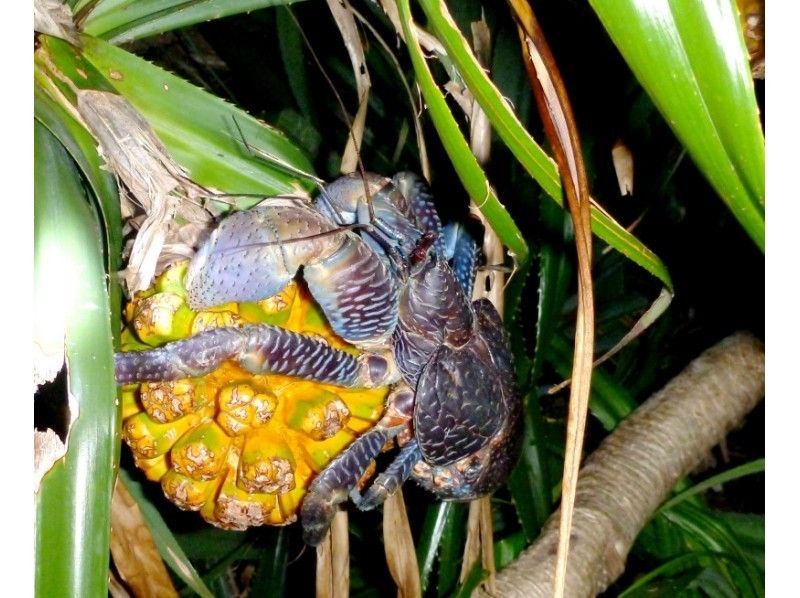 【沖縄・石垣島】期間限定！ナイトサファリ～夜行性の生き物探し（約２時間半）の紹介画像