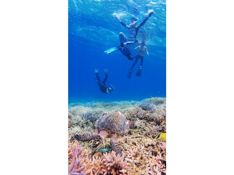 [冲绳·西表岛]奇迹岛！有一天浮潜游览巴拉斯岛和哈托马岛の紹介画像