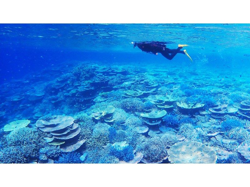 [Okinawa / Iriomote Island] A miracle island! Barasu Island & Hatoma Island Full Day Snorkel Tour of Coral Fragmentsの紹介画像
