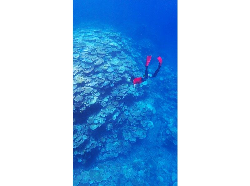 [沖縄·西表島]奇蹟島！有一天浮潛游覽巴拉斯島和哈托馬島の紹介画像