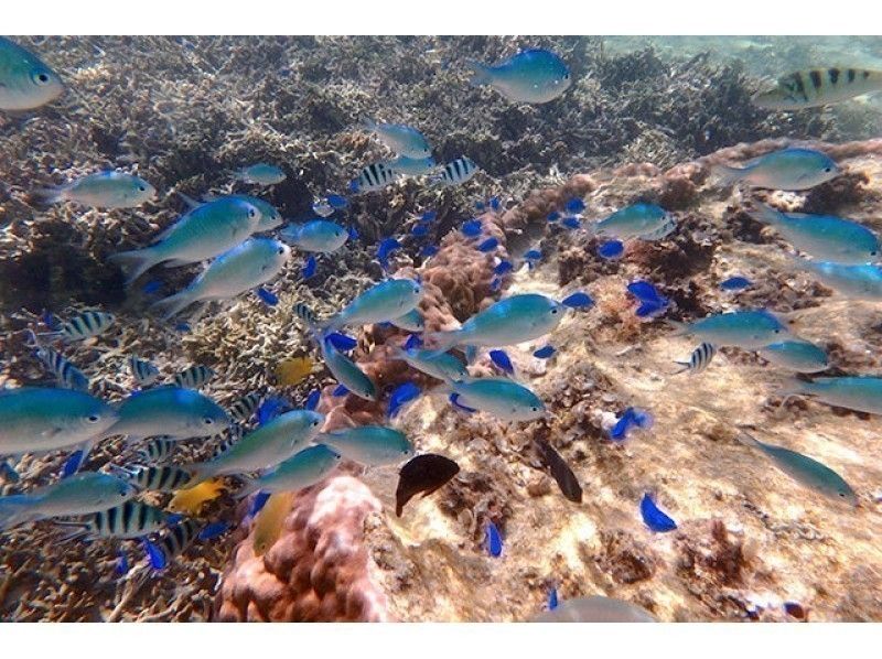 [Reservation ☆ Okinawa Experience Diving ♪] Coral experience where you can meet corals and lots of fish Diving ♪の紹介画像