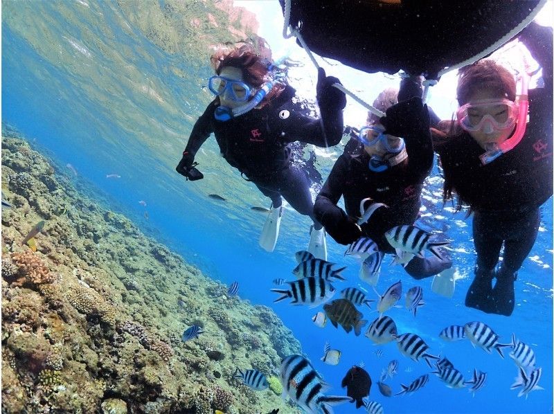 Ko'a and PuPu コア＆ププの割引プラン