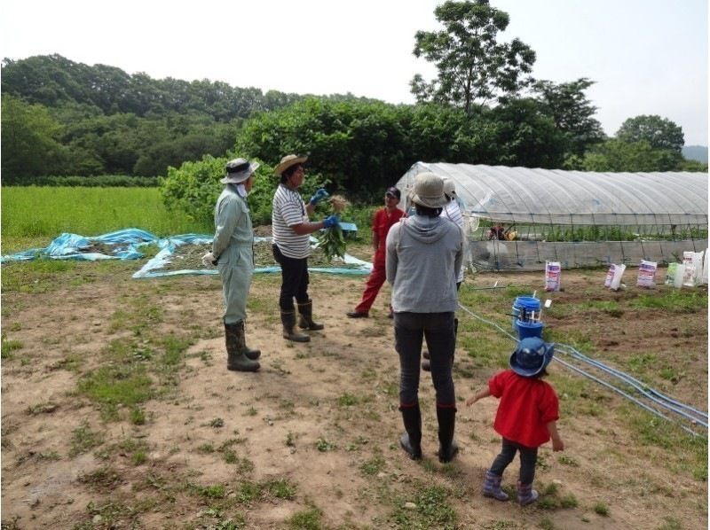 [北海道·Kuromatsunai鎮]農業體驗☆收穫時令蔬菜！の紹介画像