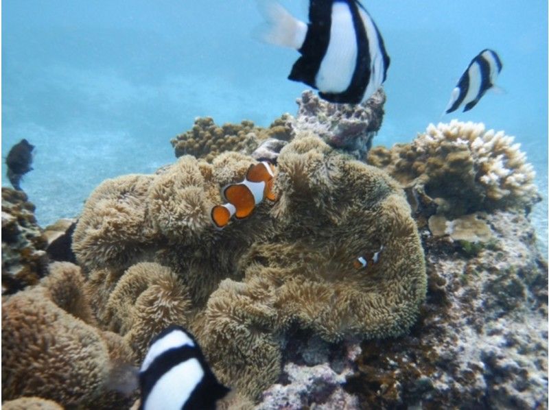 團體名額有限！當天預約即可！ 【宮古島浮潛】海龜探險浮潛之旅の紹介画像