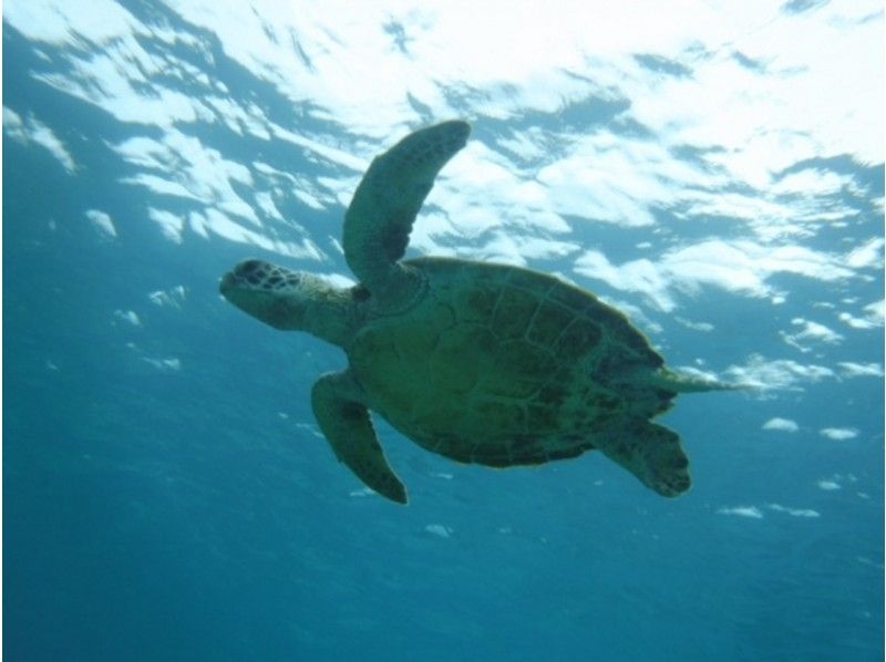 團體名額有限！當天預約即可！ 【宮古島浮潛】海龜探險浮潛之旅の紹介画像
