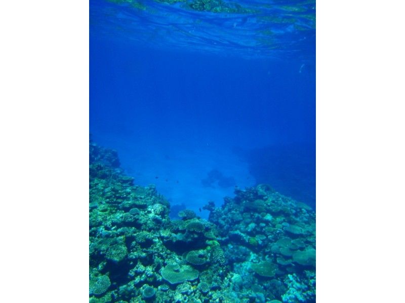 ไปกับ [โอะกินะวะอิชิกากิ] ลาดตระเวน! Taketomi ดำน้ำท่องเที่ยว☆และดำน้ำชมปะการังの紹介画像