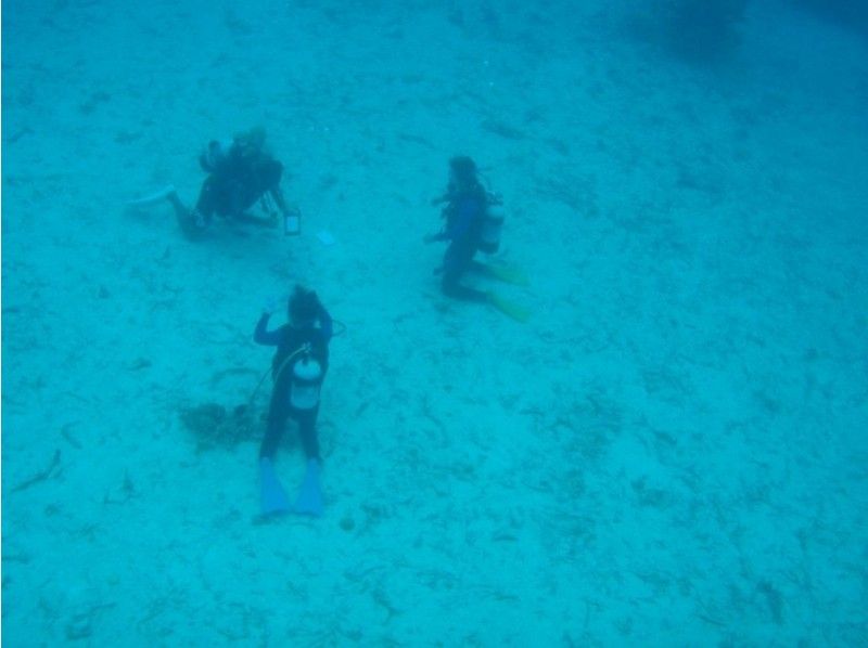 [Okinawa ・ Ishigaki island] Experience Diving ☆ half-day courseの紹介画像