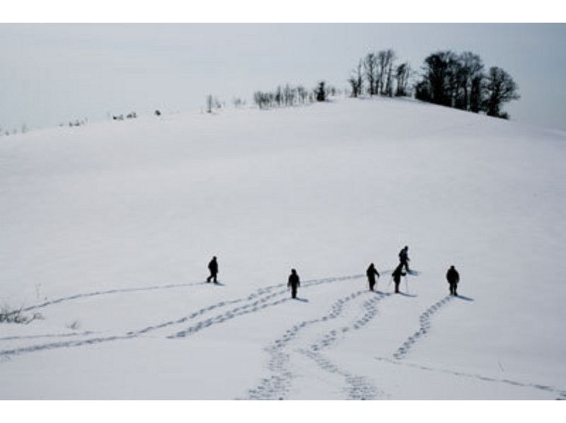 [北海道-札幌]雪上徒步全日课程支笏湖“北”大树森林计划（导游同伴）の紹介画像