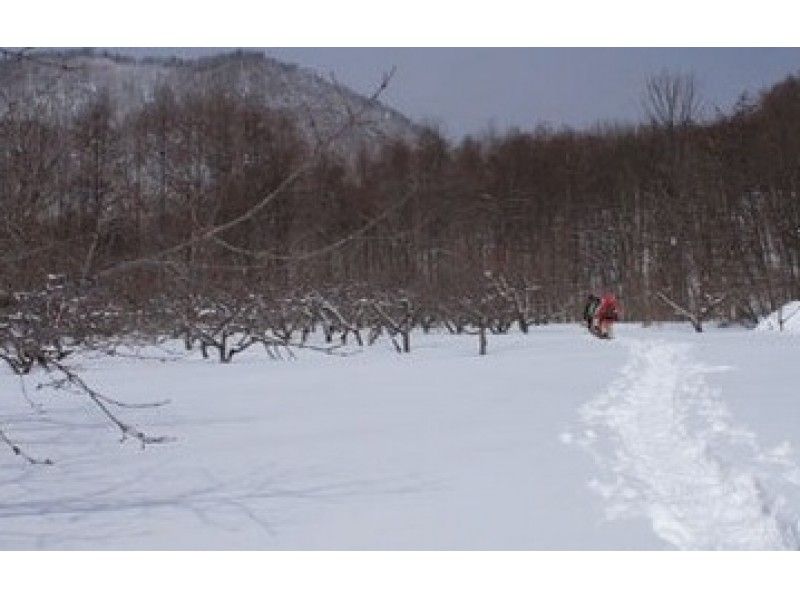 [ฮอกไกโด-ซัปโปโร]กิจกรรมเดินหิมะ(Snowshoes)หลักสูตรเต็มวันของป่า Shikotsu Lake "Bei" แผนป่าต้นไม้ขนาดใหญ่ (คู่มือร่วม)の紹介画像