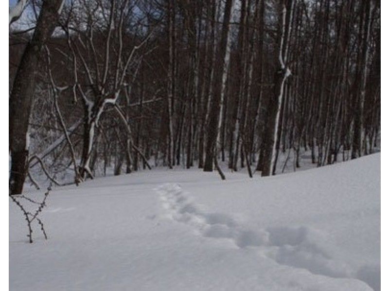 [Hokkaido Sapporo] Snowshoes full day course-Mt. Moiwa (accompanied by guide) with transfer to Chitose Airport!の紹介画像