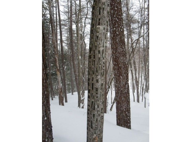 【群馬縣水上町】半日雪鞋健行課程！即使是初學者也能安全參與♪ 4歲以上！ ★深受家庭、情侶和女性喜愛★盡情享受雪中樂趣！の紹介画像