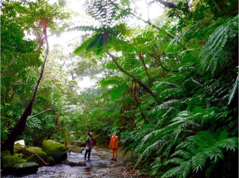 [沖縄·西表島]讓我們以瀑佈為目標！有一天叢林徒步旅行の紹介画像