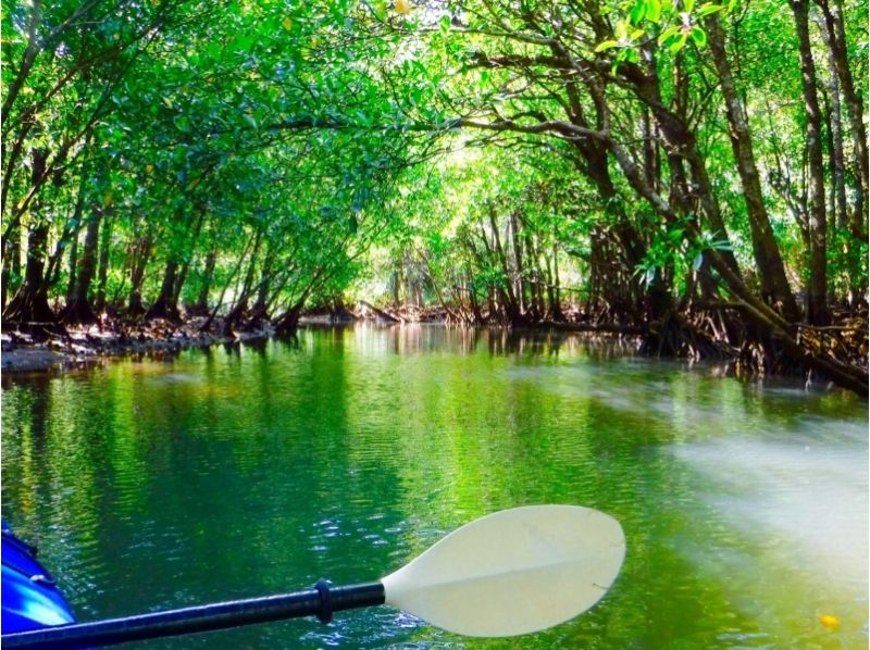 [沖縄·西表島（Iriomote Island）]為期1天的叢林徒步旅行和紅樹林皮艇遊の紹介画像