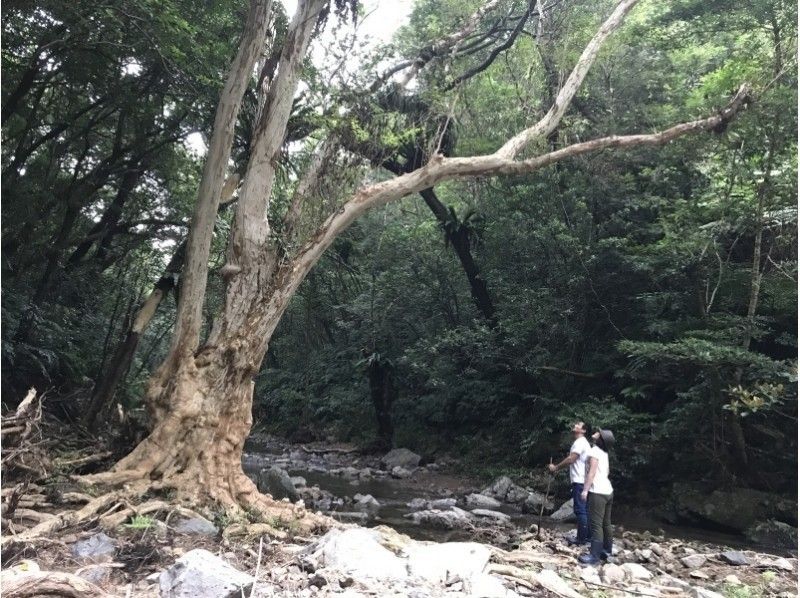 [Amami Oshima, Kagoshima Prefecture] ◇ Chartered and free transportation included ◇ Mangrove canoe and unexplored waterfallの紹介画像