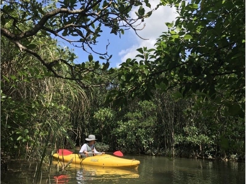 [Amami Oshima, Kagoshima Prefecture] ◇ Chartered and free transportation included ◇ Mangrove canoe and unexplored waterfallの紹介画像