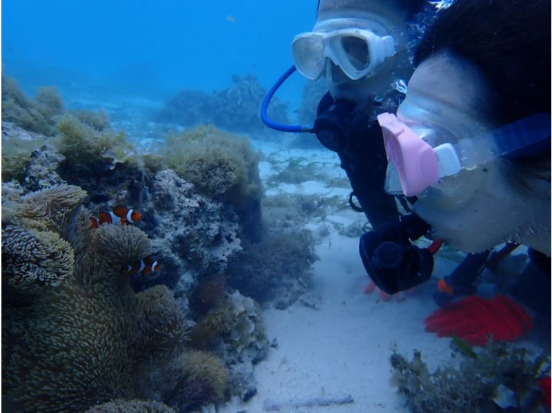 [Okinawa ・ Miyakojima] Beach experience Diving! Easy & comfortable from the beach! Rendezvous with many fish! Morning courseの紹介画像