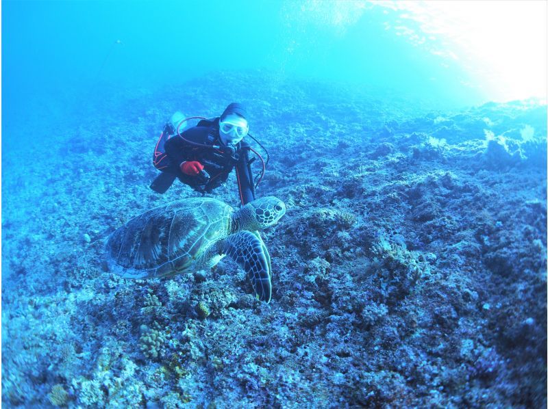 [沖繩宮古島]船體驗潛水！沒有足夠的人在沙灘和更具活力的就進入了神秘的大海の紹介画像