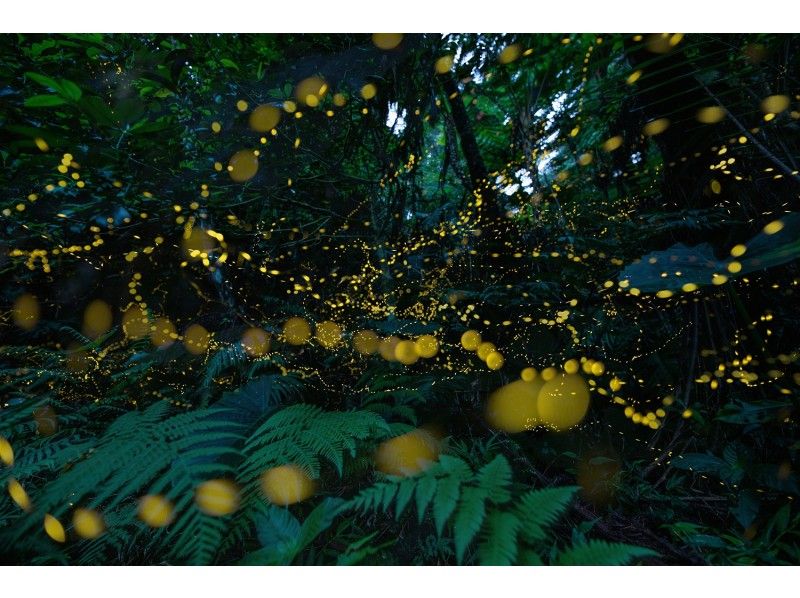 [Okinawa ・ Ishigaki island] Let's go see the fantastic forest fairy, Yaeyama firefly! (About 2 hours) ★ Limited time ★の紹介画像