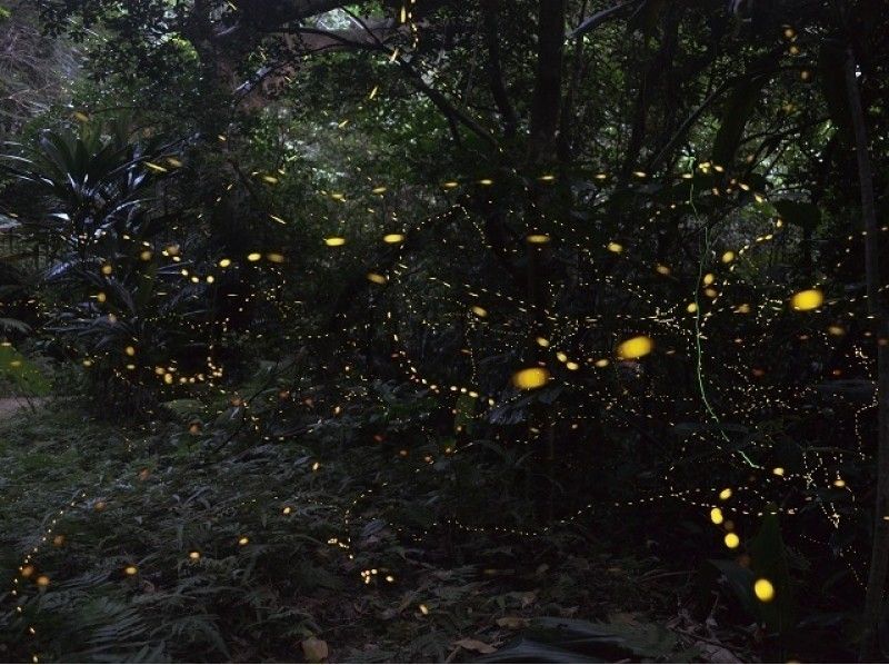 [Okinawa ・ Ishigaki island] Let's go see the fantastic forest fairy, Yaeyama firefly! (About 2 hours) ★ Limited time ★の紹介画像