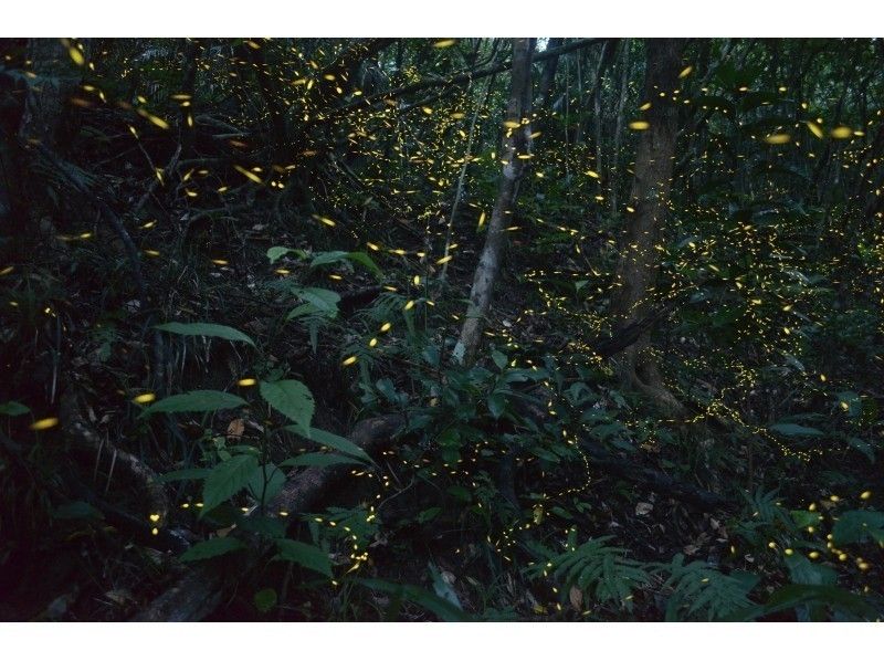 [沖縄-石垣島讓我們去看看夢幻般的森林仙女，八重山螢火蟲！ （約2小時）★限時★の紹介画像