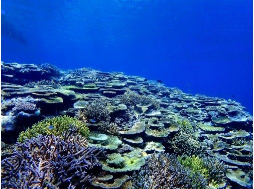【沖縄・西表島】奇跡の島！珊瑚のかけらのバラス島・お手軽半日シュノーケルツアー