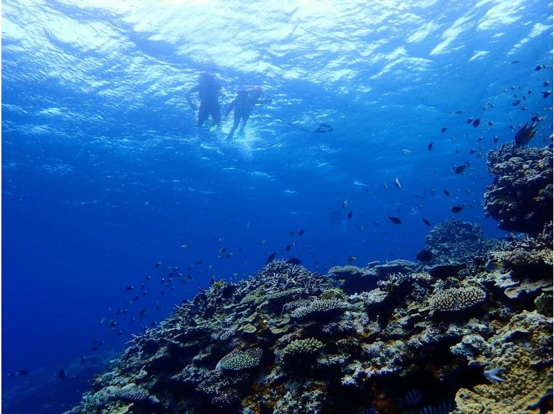 [冲绳/西表岛]奇迹岛！巴拉苏岛，珊瑚碎片的简单半日浮潜之旅の紹介画像