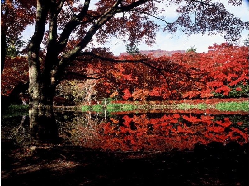 [นากาโนะ/ คารุอิซาวะ] ภูเขา Table ของคารุอิซาวะ "เดินป่าปีนเขาและสระทะเลสาบ Kumoba สวอน" (ประมาณ 3 ชั่วโมง)の紹介画像