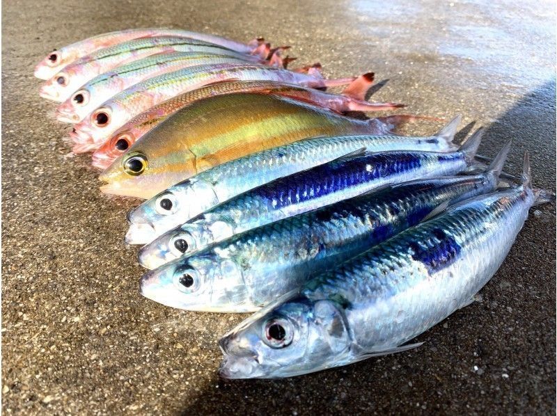 Recommended experience tours with sea fishing and boat fishing rental in Okinawa & popular rankings