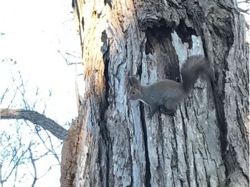 [北海道/札幌]雪林雪雪上徒步破坏之旅！附带数据的照片拍摄服务の紹介画像