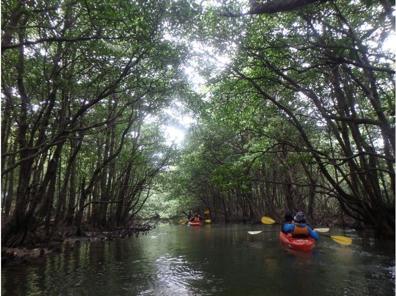 [Okinawa Iriomote Island] Mangrove River Canoe Experience Pinaisara Falls Vase & Caving 1 Day, Photo Data Presentの紹介画像