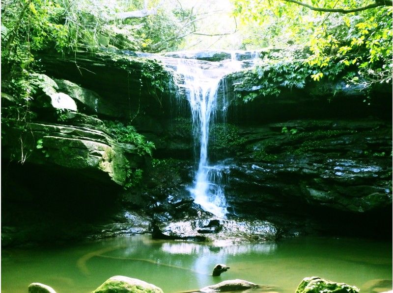 Iriomote Island Trekking Recommended Half-Day Tour Ranking Kura Falls A location that feels like you're inside a giant aquarium A magnificent view of nature and a mysterious atmosphere