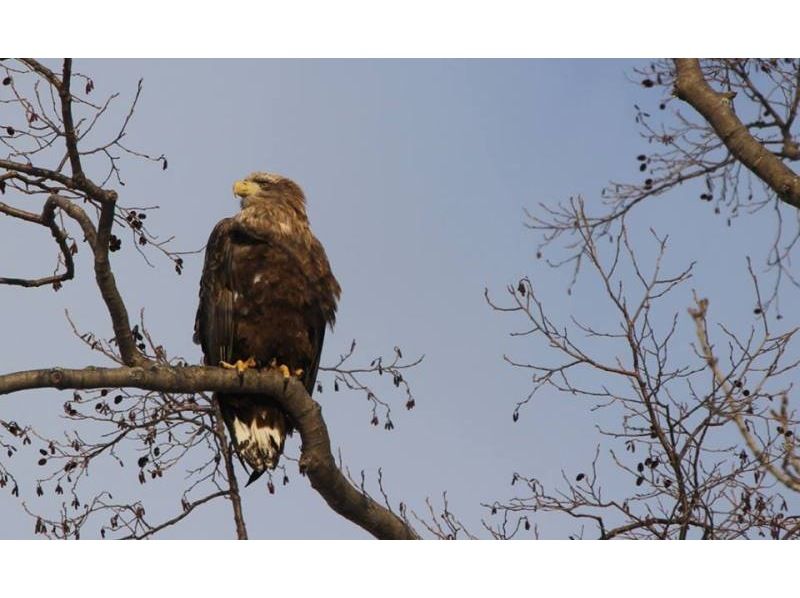 【北海道・網走】冬の網走・半日体験2プラン「ワシ観察&times;スノーシュー」の紹介画像