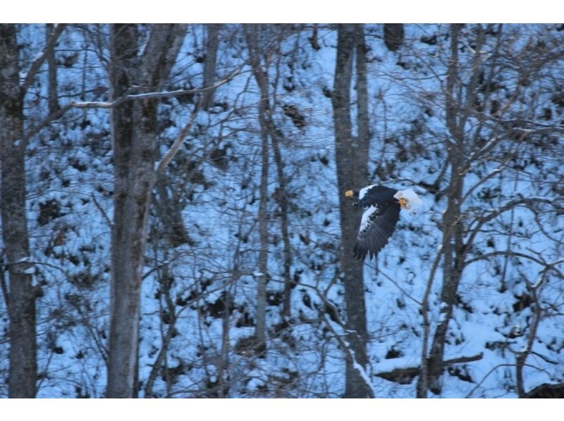 【北海道・網走】冬の網走・半日体験2プラン「ワシ観察&times;スノーシュー」の紹介画像