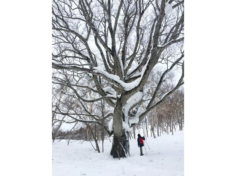 【北海道・黒松内町】冬のみ会える！ブナの巨木ウオッチングツアーの紹介画像