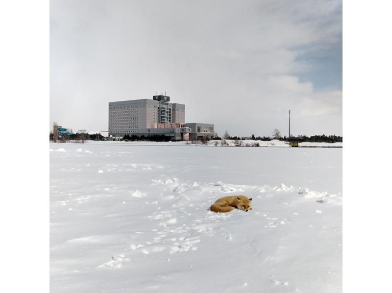 [Held near Sapporo / Ibarado River / Approximately 5 hours] Ice smelt fishing experience 11:00 departure from Sapporo Station North Exit / 1,000 yen worth of sweets purchase tickets included!の紹介画像