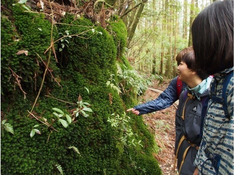 2015年屋久島縄文杉快適登山日カレンダー