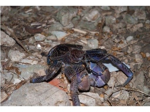 沖縄 石垣島 日本一の星空と珍しい野生動物を見に行こう 星空ウォッチ ナイトサファ 送迎あり アクティビティジャパン