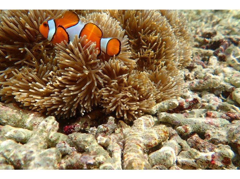 [冲绳/石垣岛] <当日预订确定>幻影岛登陆和浮潜/每天有3个航班可供选择！ /短途旅行（120分钟）/电晕中的措施正在进行中！の紹介画像