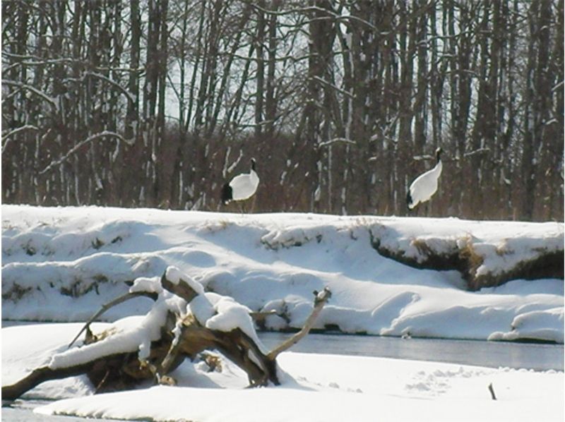[北海道弟子屈町]獨木舟之旅＆雪兔冬季（二本松橋和Hosooka課程）の紹介画像