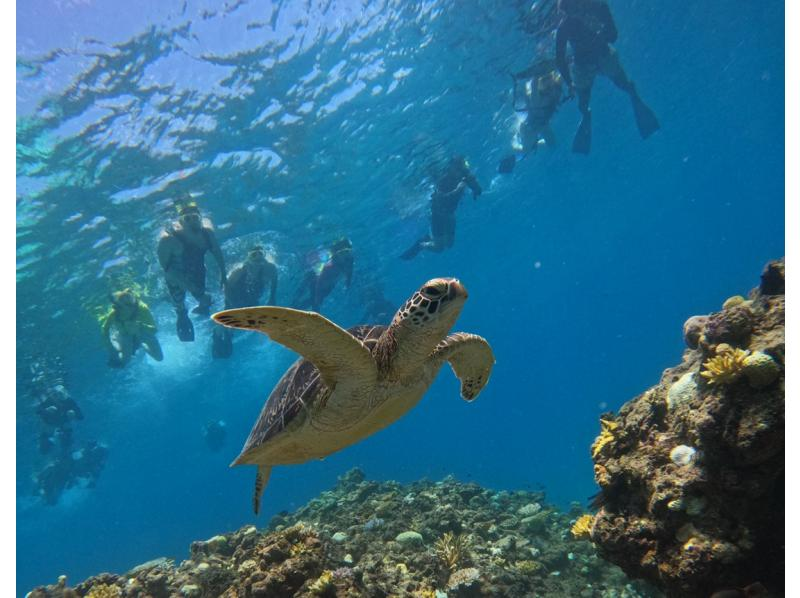[Ishigaki Island] Same-day reservations OK! Popular NO.1 Sea Turtle High Encounter Rate Blue Cave & Sea Turtle Snorkel << Photo Data, Equipment & Free Pick-up >> Super Summer Sale Now Ongoingの紹介画像
