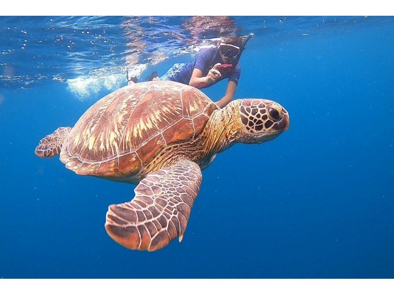 [Ishigaki Island] Same-day reservations OK! Popular NO.1 Sea Turtle High Encounter Rate Blue Cave & Sea Turtle Snorkel << Photo Data, Equipment & Free Pick-up >> Super Summer Sale Now Ongoingの紹介画像