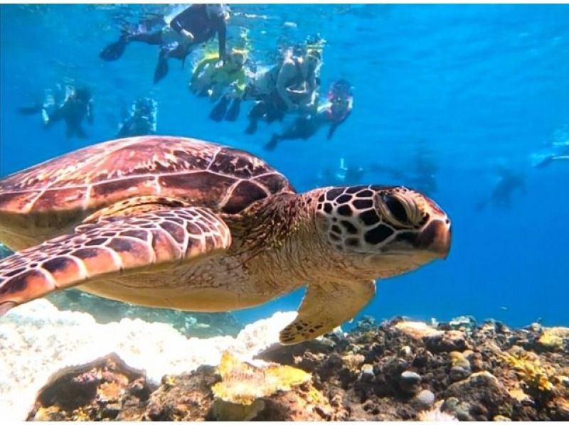 [Ishigaki Island] Same-day reservations OK! Popular NO.1 Sea Turtle High Encounter Rate Blue Cave & Sea Turtle Snorkel << Photo Data, Equipment & Free Pick-up >> Super Summer Sale Now Ongoingの紹介画像