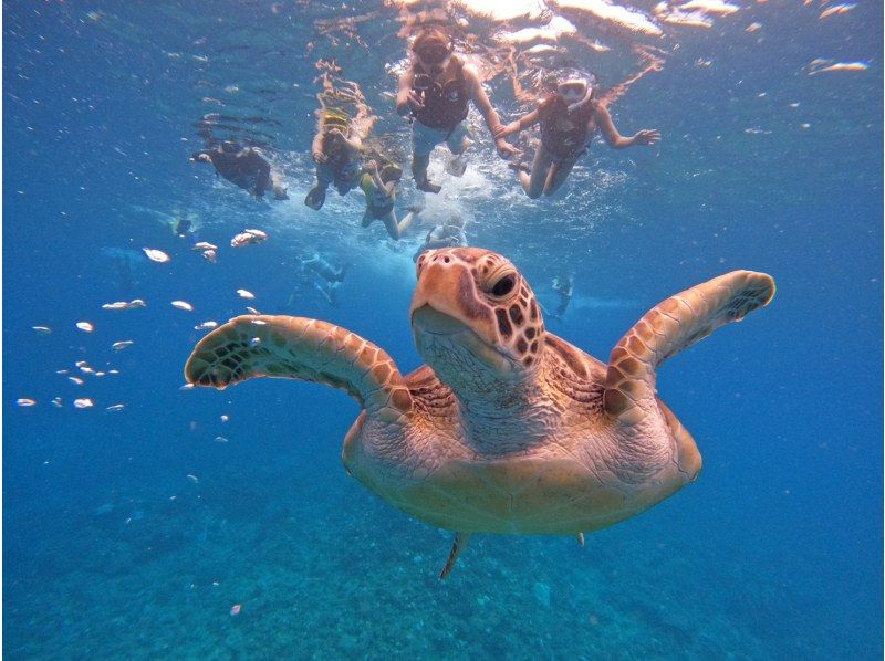 【石垣島】当日予約OK！ウミガメ高遭遇率★青の洞窟＆ウミガメシュノーケリング《写真データ・器材＆送迎無料》