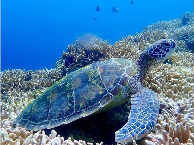 【石垣島】当日予約OK！ウミガメ高遭遇率★青の洞窟＆ウミガメシュノーケリング《写真データ・器材＆送迎無料》