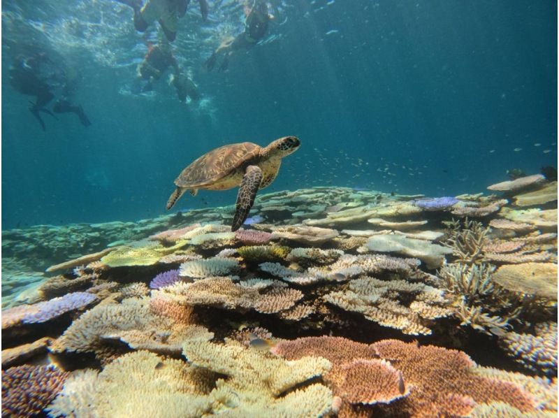 [Ishigaki Island] Same-day reservations OK! Popular NO.1 Sea Turtle High Encounter Rate Blue Cave & Sea Turtle Snorkel << Photo Data, Equipment & Free Pick-up >> Super Summer Sale Now Ongoingの紹介画像