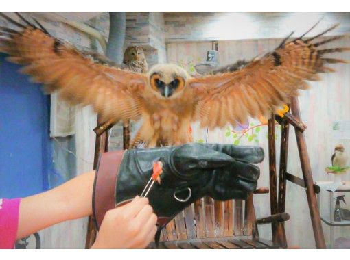 フクロウカフェ東京 池袋動物カフェ フクロウカフェ ハリネズミとのふれあい体験をお得に同時体験 平日 時間無制限 池袋駅西口より徒歩3分 アクティビティジャパン